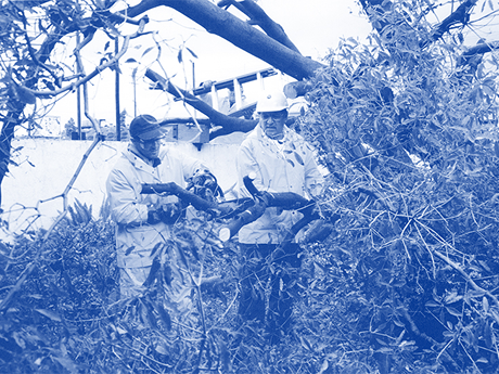 Historical timeline showcasing 100 years of California Water Service 1990